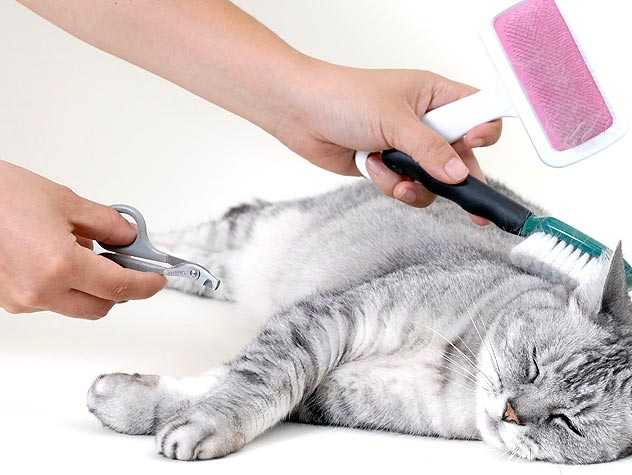 95489063 cat deshedding tools 632x475