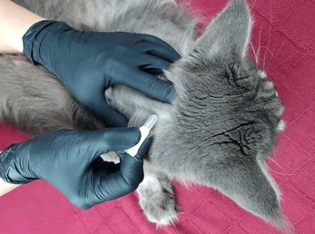 applying flea tick treatment drops 260nw 2500675915