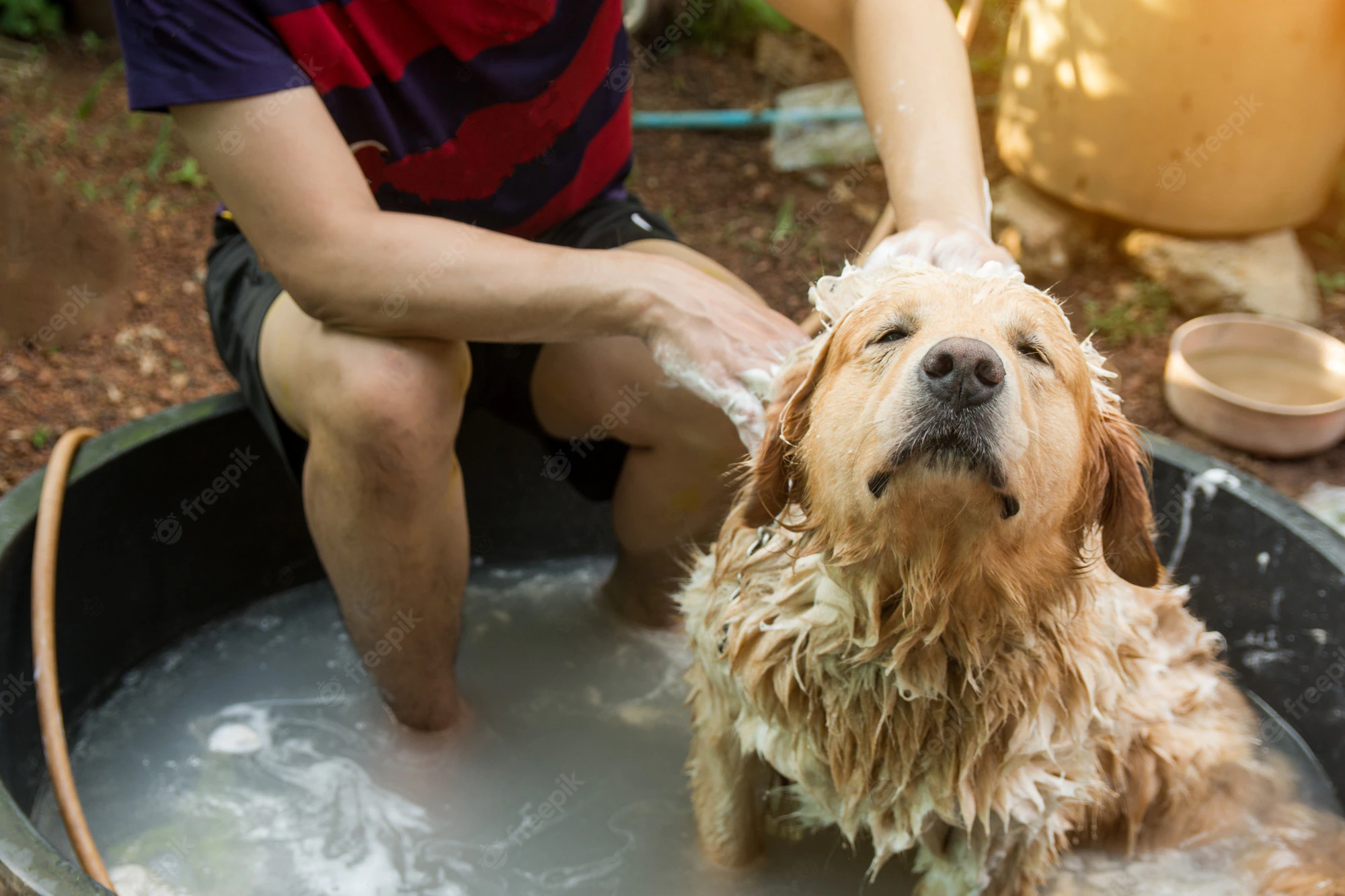 bathing dog dog golden retriever taking shower wash hair with soap water 9635 760