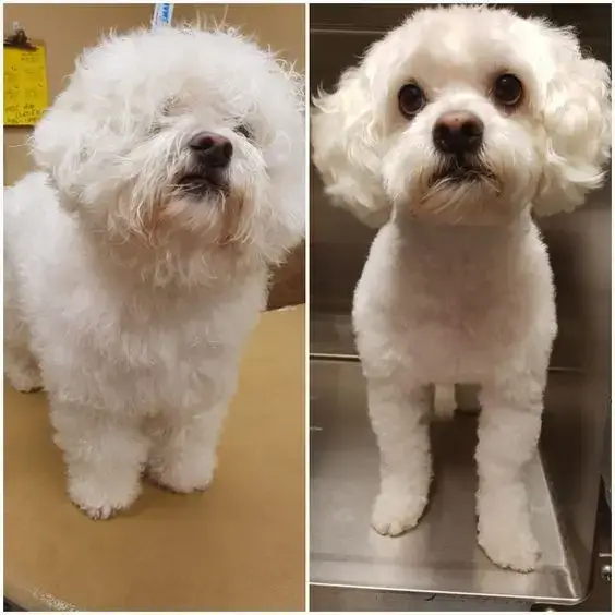 dog2