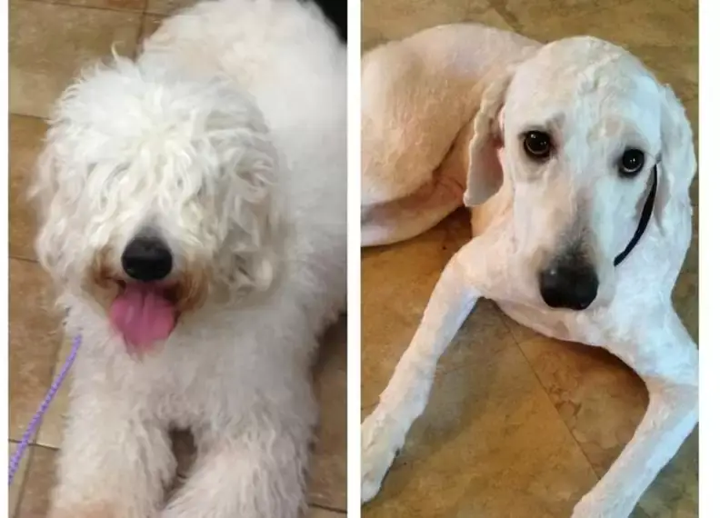 dog7