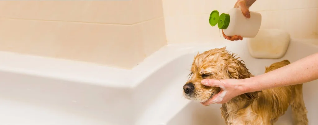 give a dog a medicated bath