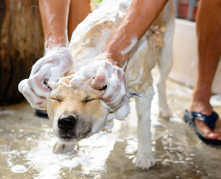 how to bath your dog.jpg