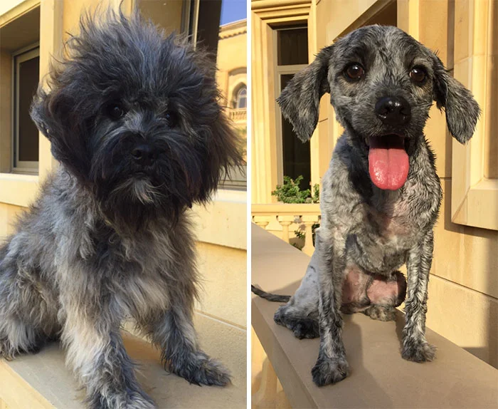 share pictures of your dogs before and after their haircuts 70 58d51adcea278 700.jpg